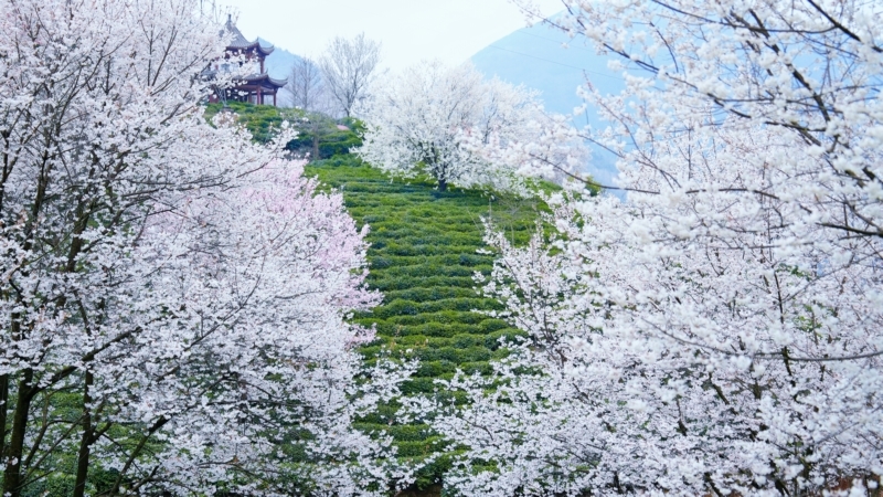 绵阳北川:下好人才“先手棋” 茶产业迎来大升级2_a